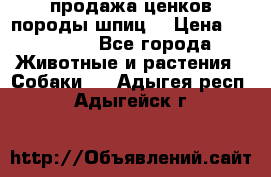 продажа ценков породы шпиц  › Цена ­ 35 000 - Все города Животные и растения » Собаки   . Адыгея респ.,Адыгейск г.